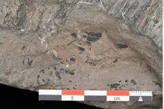 Foto (Detailansicht) von Gleichinites austriacus Ettingshausen (NHMW-GEO-2024-0188-10528)